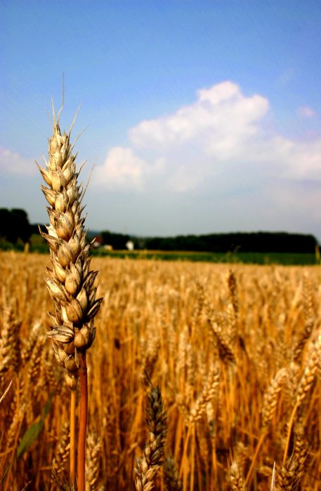 Wheat-Field-1-portrait Wheat-Field-1-portrait
