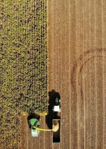 combine harvesting a field
